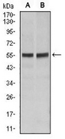 1 - Anti-CD95 Antibody AP95826