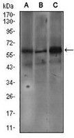 1 - Anti-Fc epsilon RI alpha Antibody AP95827