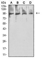 1 - Anti-PSMA Antibody AP95829