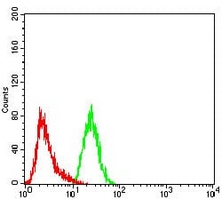 4 - Anti-FOXP2 Antibody AP95831