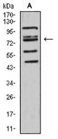 1 - Anti-FOXP2 Antibody AP95831