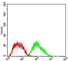 4 - Anti-Ferritin L Antibody AP95833
