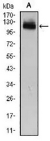 1 - Anti-GAB1 Antibody AP95835