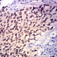 19 - Anti-GATA3 Antibody AP95836