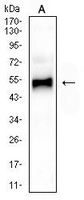 1 - Anti-GATA3 Antibody AP95836
