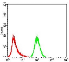 4 - Anti-GFAT Antibody AP95837