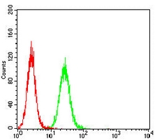 4 - Anti-Glutamine Synthetase Antibody AP95838