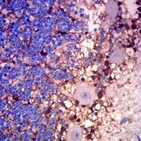 19 - Anti-Glutamine Synthetase Antibody AP95838