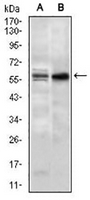 1 - Anti-Nucleostemin Antibody AP95839