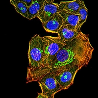3 - Anti-GM130 Antibody AP95840
