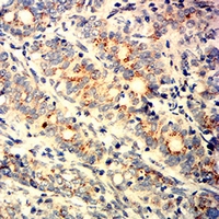 19 - Anti-GM130 Antibody AP95840