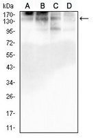 1 - Anti-GM130 Antibody AP95840