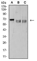 1 - Anti-CD42b Antibody AP95841