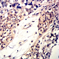 19 - Anti-CD42a Antibody AP95842