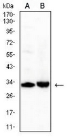 1 - Anti-CD42a Antibody AP95842