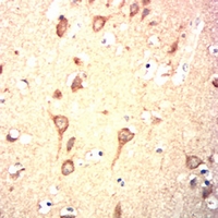 19 - Anti-GPR83 Antibody AP95844