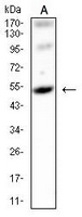 1 - Anti-GPR83 Antibody AP95844