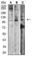 1 - Anti-mGLUR2 Antibody AP95847