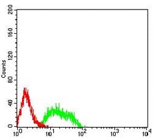 4 - Anti-mGLUR8 Antibody AP95848