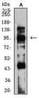1 - Anti-mGLUR8 Antibody AP95848