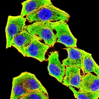 3 - Anti-GSTP1 Antibody AP95849