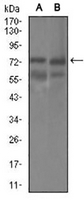 1 - Anti-GUCY1A3 Antibody AP95850