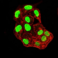3 - Anti-Histone H2A.X Antibody AP95851