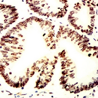 19 - Anti-Histone H2A.X Antibody AP95851