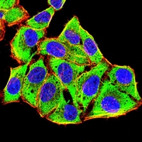 3 - Anti-HAS1 Antibody AP95852