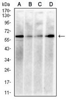 1 - Anti-Histone Deacetylase 1 Antibody AP95853