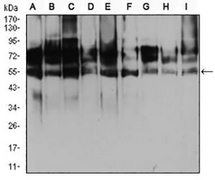 1 - Anti-Histone Deacetylase 2 Antibody AP95854