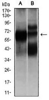 1 - Anti-HEXA Antibody AP95855