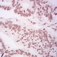 19 - Anti-Histone H4 (MonoMethyl-K20) Antibody AP95856