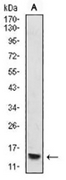1 - Anti-Histone H4 (MonoMethyl-K20) Antibody AP95856