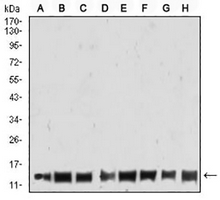 1 - Anti-Histone H4 (TriMethyl-K20) Antibody AP95857