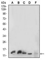 1 - Anti-Histone H3 Antibody AP95858