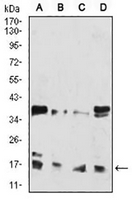 1 - Anti-Histone H3 (Acetyl-K27) Antibody AP95859