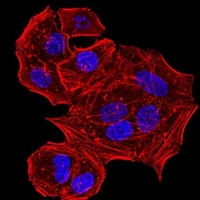 3 - Anti-HLA-B Antibody AP95860