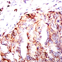 19 - Anti-HLA-DPA1 Antibody AP95861