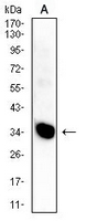 1 - Anti-HLA-DPA1 Antibody AP95861