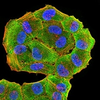 3 - Anti-HLA-DRA Antibody AP95862