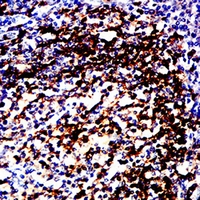 19 - Anti-HLA-DRB1 Antibody AP95863