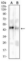 1 - Anti-HLA-F Antibody AP95864