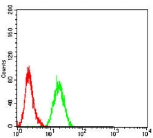4 - Anti-HNF1 beta Antibody AP95865