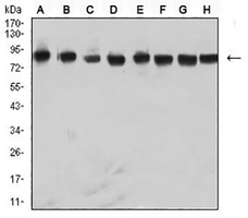 1 - Anti-hnRNP M Antibody AP95866