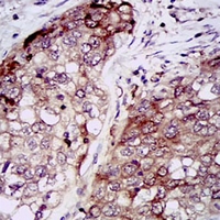 19 - Anti-HSP90 alpha Antibody AP95868