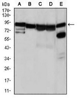 1 - Anti-HSP90 alpha Antibody AP95868