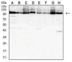 1 - Anti-HSPA4 Antibody AP95869