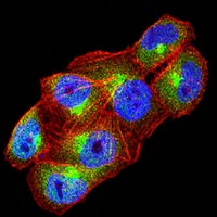 3 - Anti-HSPA4 Antibody AP95870