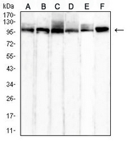 1 - Anti-HSPA4 Antibody AP95870